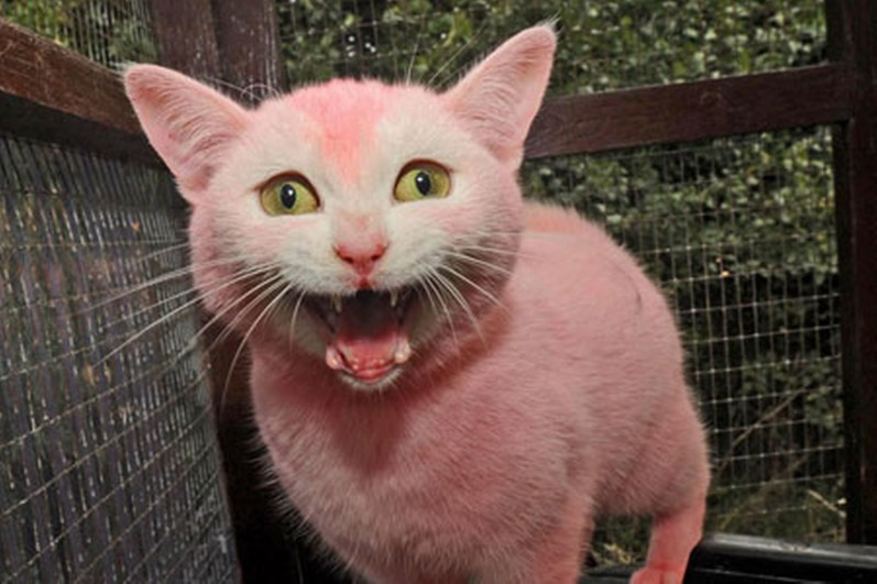 pink-cat