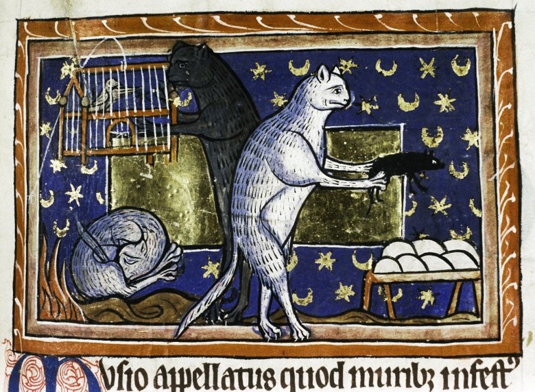 Gatti, bestiario medievale
