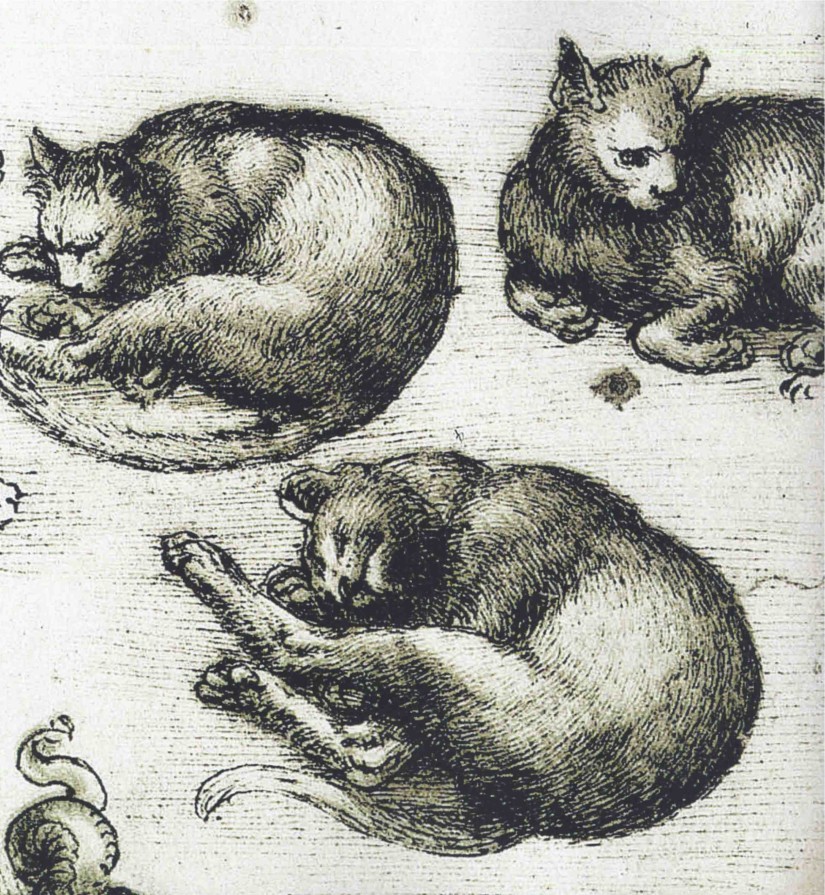 Leonardo-da-Vinci-studio-di-gatti