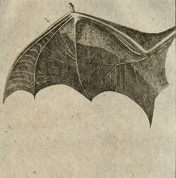 1788 Antique BAT print. antiqueprintsonly etsy