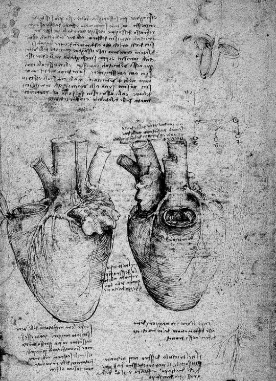 Leonardo Da Vinci - Anatomy of the Heart, 1512.