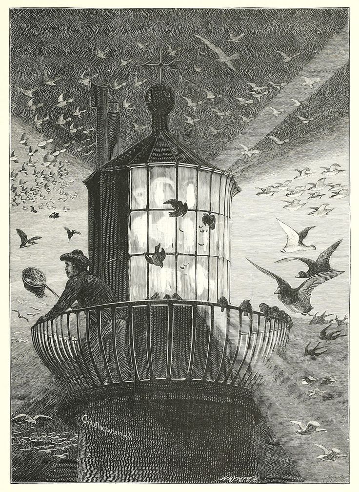 Mobbing the great sea lanternIllustration by Charles Whymper, from Birds of the wave and woodland, by Phil Robinson, London, 1894