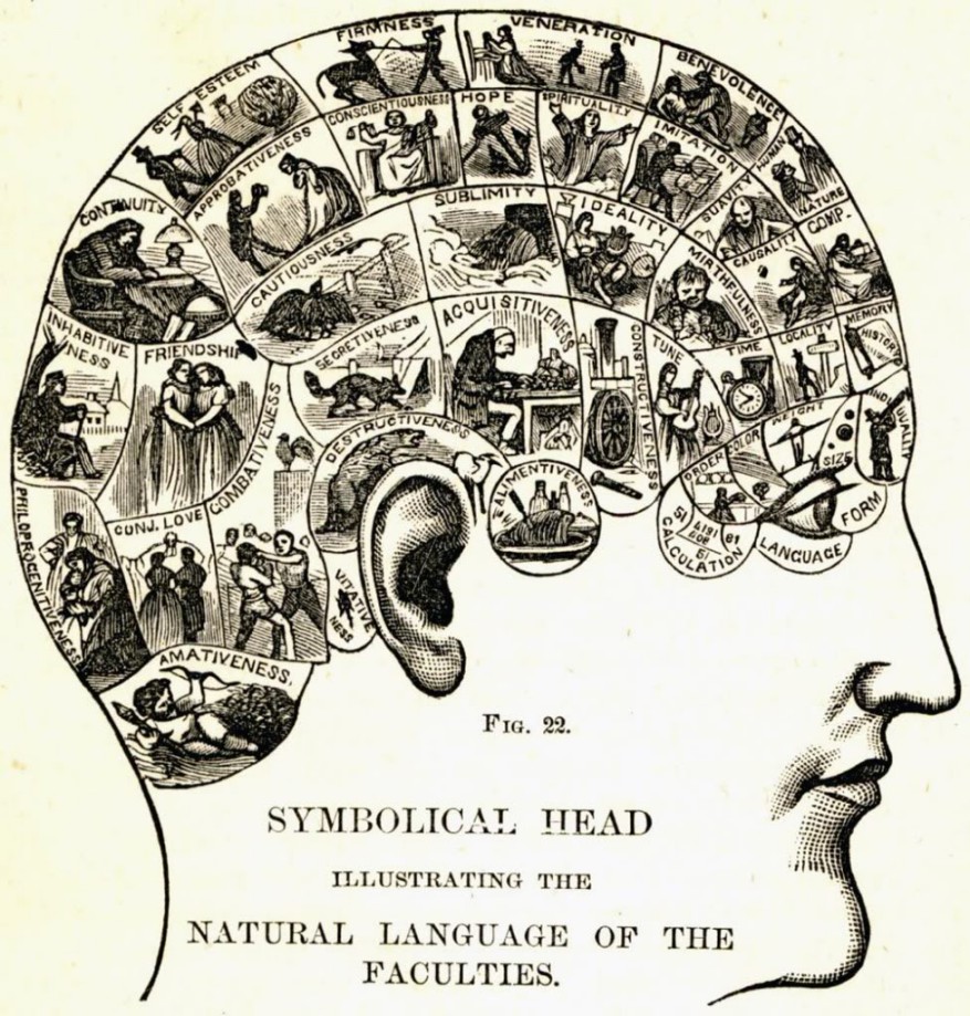 phrenology_chart by georgiana garden