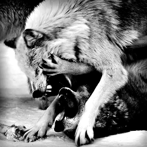 fight-wolf-wolves-Favim.com-
