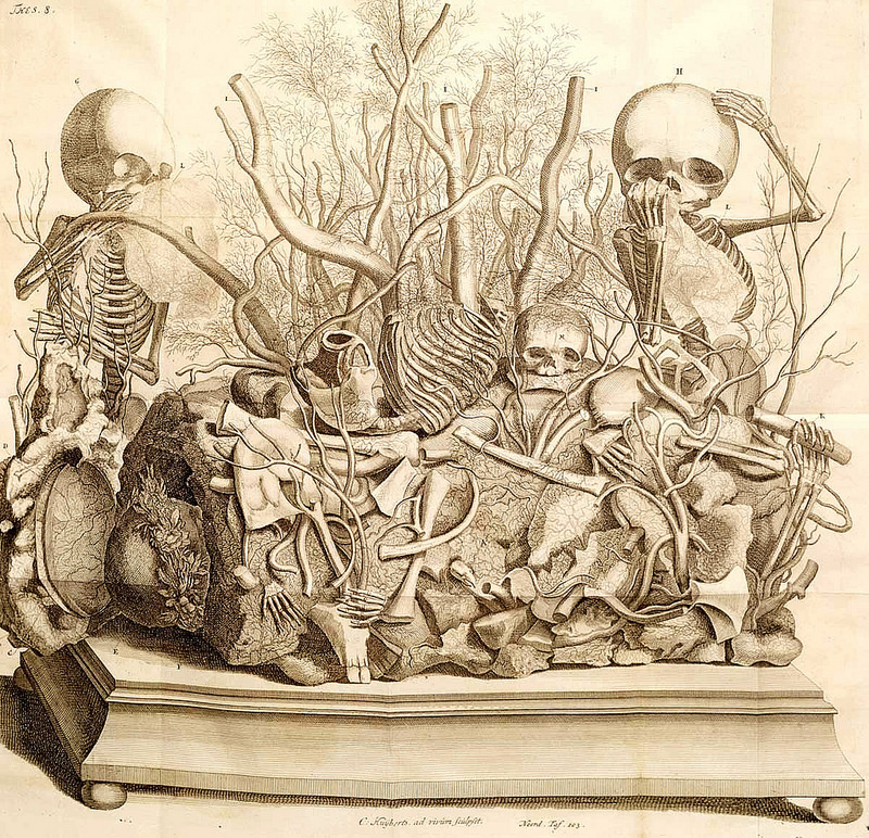 Cornelis Huyberts - A Composition of Fetal Skeletons, “Thesaurus Anatomicus”, 1701, 2