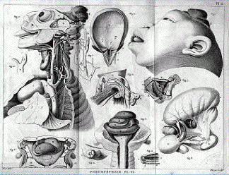 Teratology2_saint-hilaire