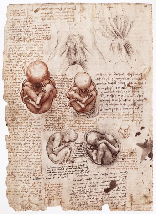 Leonardo da Vinci, Studio Anatomico 1510 ca.,Windsor, Royal Library