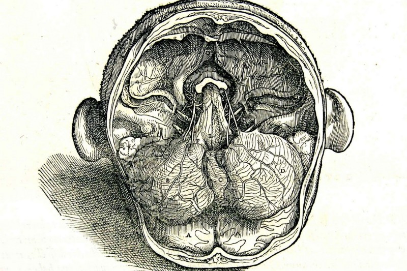 vesalio, de humani corporis fabrica, nona septimi libri figura