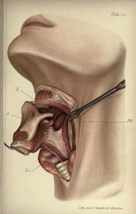 Anatomy of the throat from 'Atlas and Epitome of Operative Surgery' by Dr. Otto Zukerkandi, 1902.