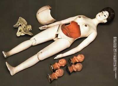 Misemono, modello anatomico