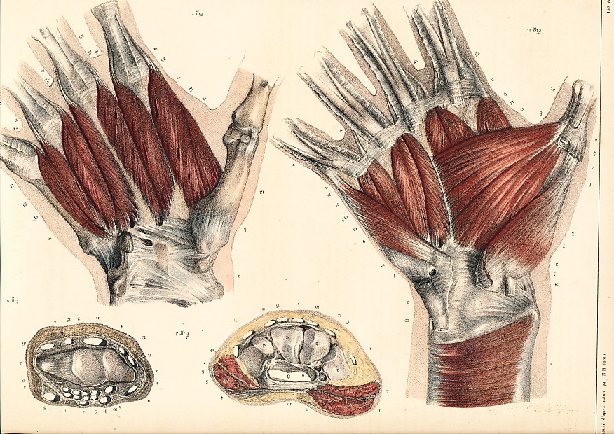 MUSCLES OF THE PALM OF YOUR HAND : Benard lithograph 1832 after a drawing of NH JACOB.