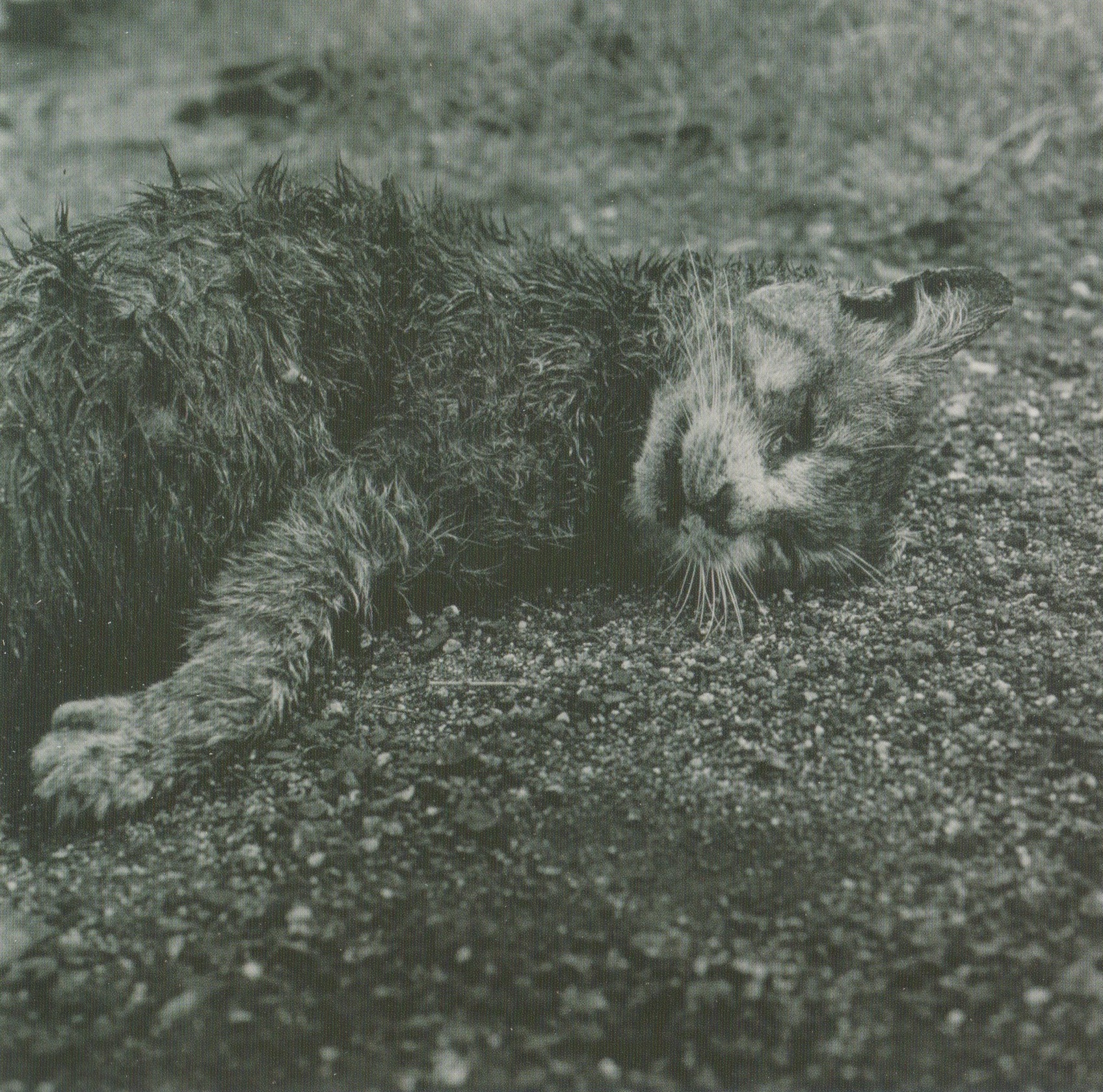 Peter Hujar, Dead Cat, 1984