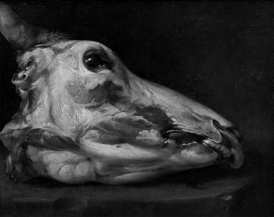 Felice Boselli - Skinned Head of a Young Bull, 1690.