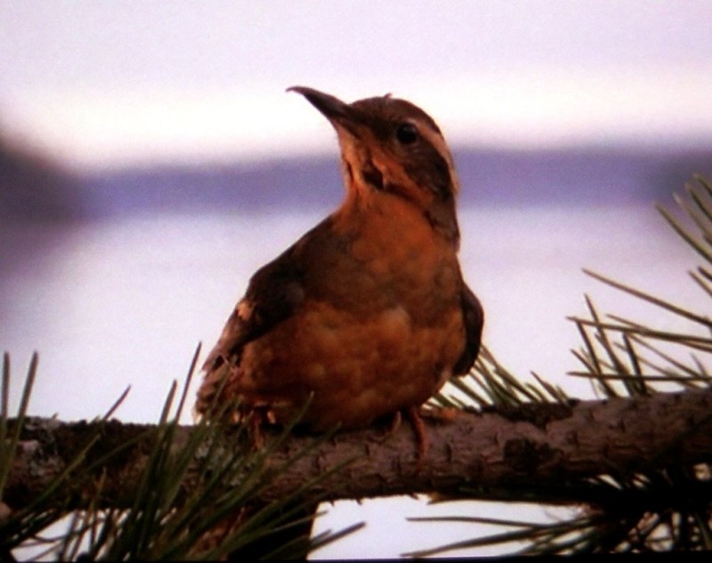 Twin_Peaks_Bird