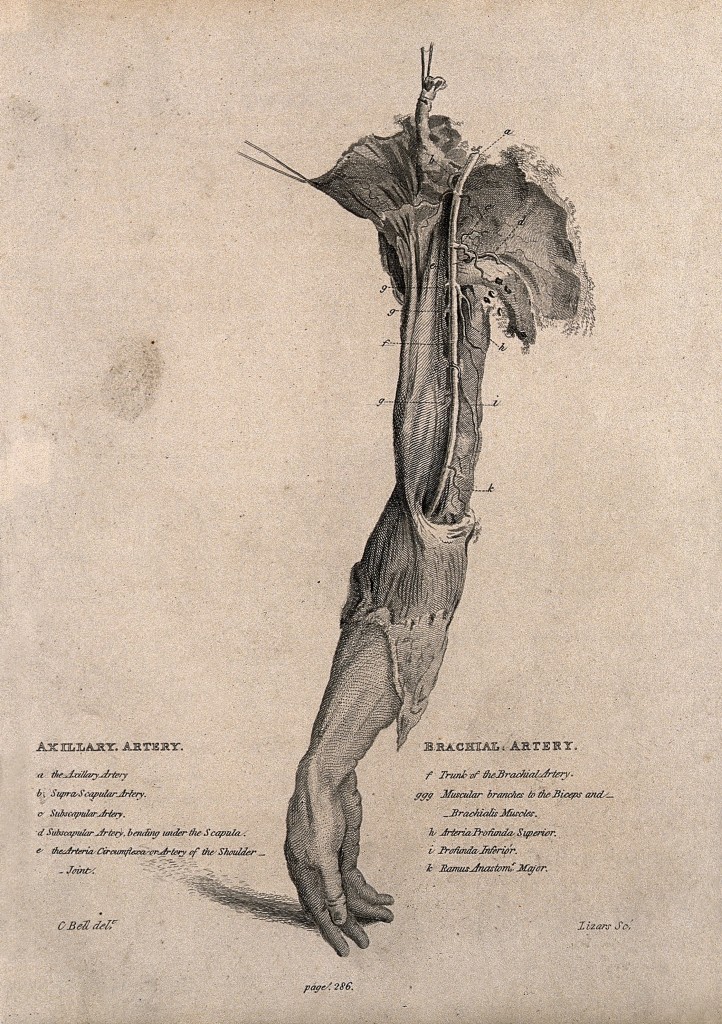 V0009641 A dissected arm, lettered for key. Etching by Lizars after C Credit: Wellcome Library, London. Wellcome Images images@wellcome.ac.uk http://wellcomeimages.org A dissected arm, lettered for key. Etching by Lizars after C. Bell, c. 1810 (?). By: Charles Bellafter: Daniel LizarsPublished:  -  Copyrighted work available under Creative Commons Attribution only licence CC BY 4.0 http://creativecommons.org/licenses/by/4.0/