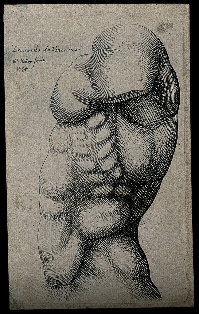 Credit: Wellcome Library, London. Wellcome Images images@wellcome.ac.uk http://wellcomeimages.org A male torso without an arm, in left profile view. Etching by Wenceslaus Hollar after Leonardo da Vinci, 1645. 1648 By: Leonardo da Vinciafter: Wenceslaus HollarPublished:  -  Copyrighted work available under Creative Commons Attribution only licence CC BY 4.0 http://creativecommons.org/licenses/by/4.0/