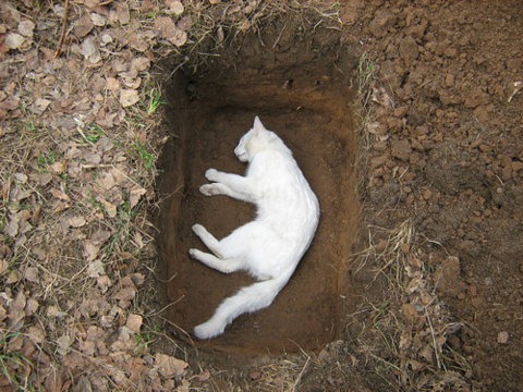 gattino bianco morto, via tumblr