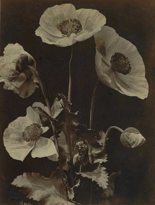 Charles Hippolyte Aubry- Poppies, 1864