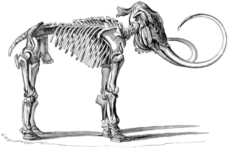 Illustration of the Adams mammoth's skeleton, 1815