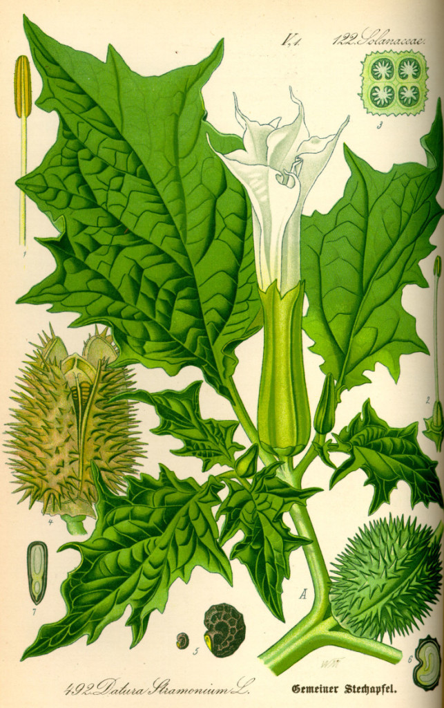 Illustration_Datura_stramonium0