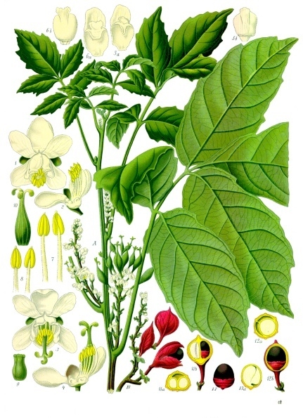 guaranà, Paullinia_cupana_-_Köhler–s_Medizinal-Pflanzen-234