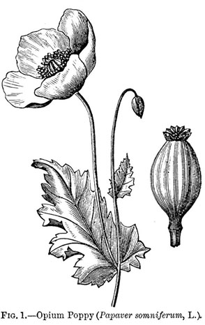 opium-fig1