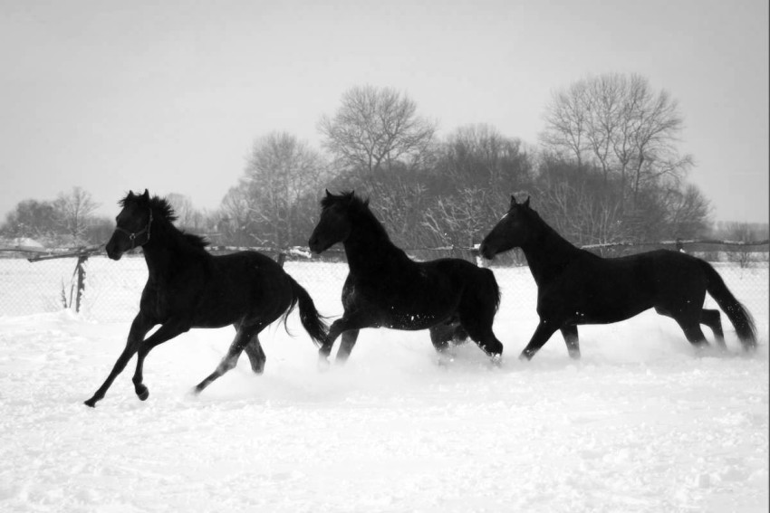 Cavalli che nella neve
