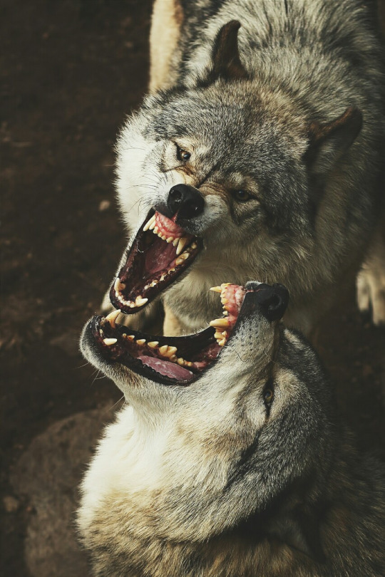 timber-wolves-smile-jim-cumming-instagram