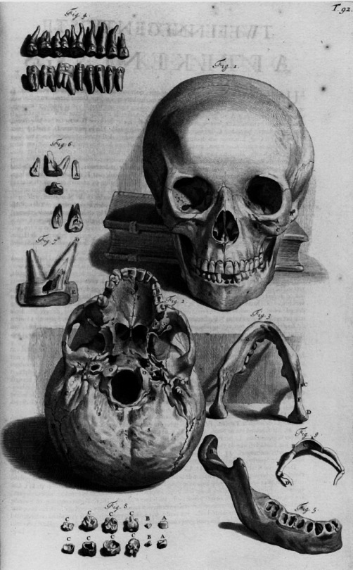 antique-anatomical-illustration-copper-engraving-showing-two-views-of-the-skull-including-jaw-detail-william-cowper-1698